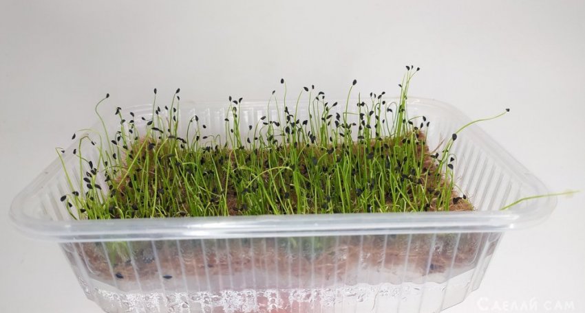 Выращивание микрозелени. Шнитт лук - «Сделай сам»