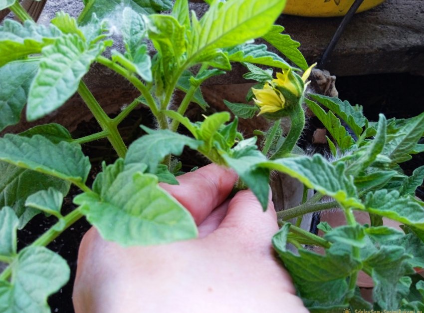 Эффективный стимулятор роста для рассады томатов в домашних условиях - «Сделай сам»