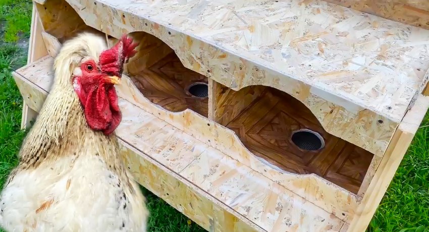 Как сделать гнезда для кур с яйце-приемниками из OSB - «Сделай сам»