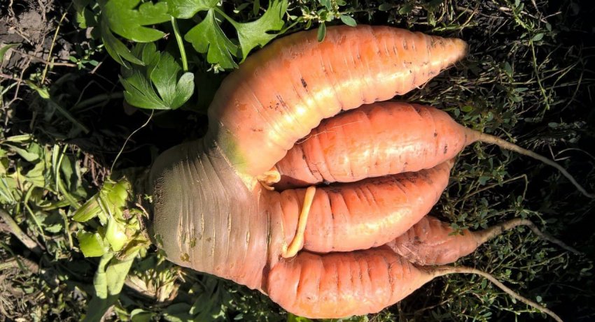 Почему морковь трескается или вырастает «рогатой», мелкой и несладкой? Как предупредить проблему - «Сделай сам»