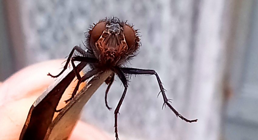 Как избавиться от мух и муравьёв в доме самодельными средствами - «Сделай сам»