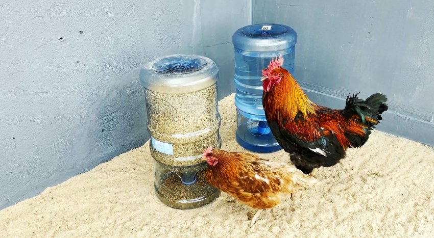 Как смастерить «долгоиграющую» автоматическую поилку и кормушку для домашней птицы из ПЭТ бутылей - «Сделай сам»