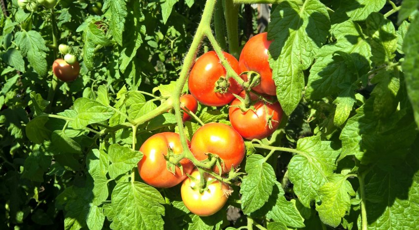 Как ускорить созревание томатов в августе: хитрости и стимулирующие подкормки - «Сделай сам»