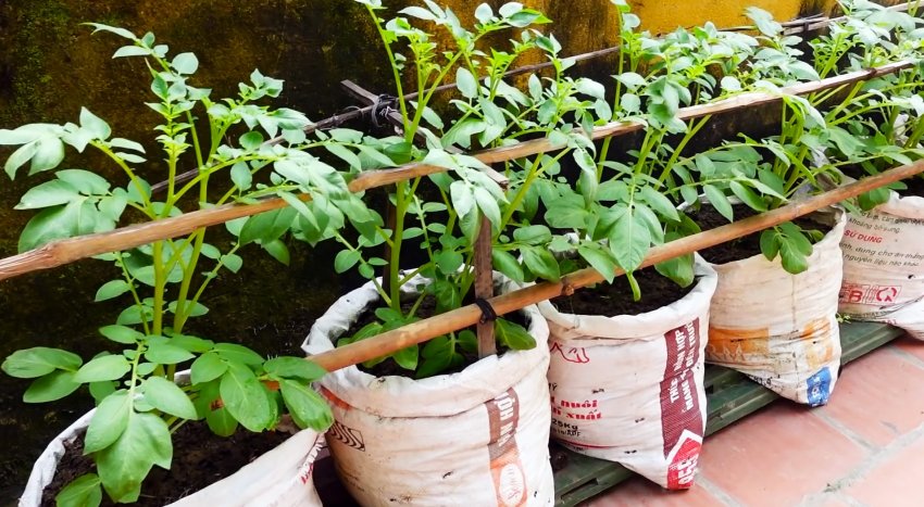 Неожиданный способ выращивания картофеля в мешках. Без участка и даже на балконе - «Сделай сам»