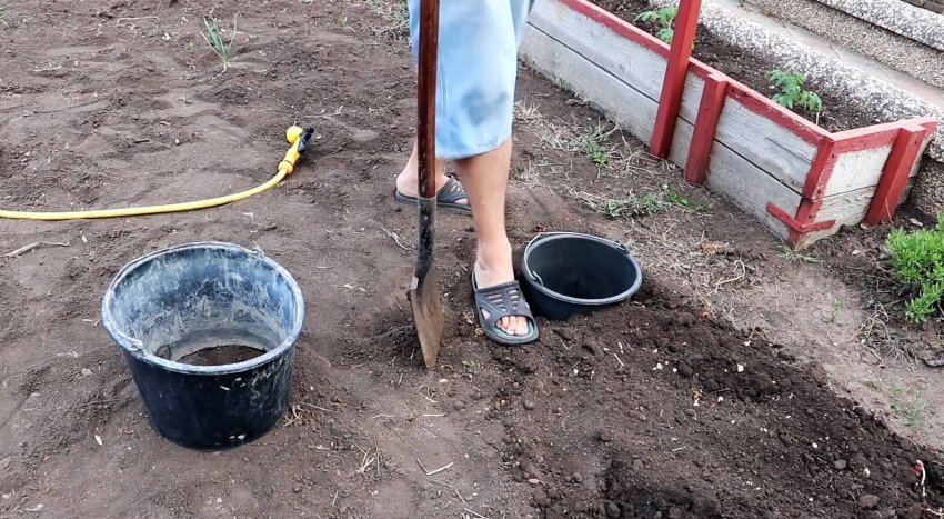 Ноу-хау в посадке помидор для большого урожая - «Сделай сам»