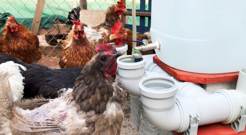 Автоматическая поилка для домашней птицы из канализационных тройников и колен - «Сделай сам»
