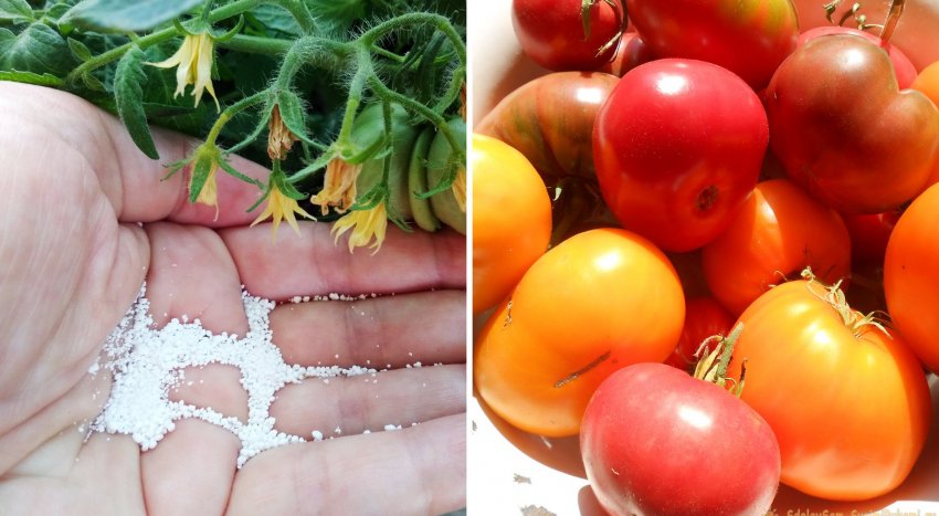 Чем подкормить томаты в середине лета для большого урожая - «Сделай сам»