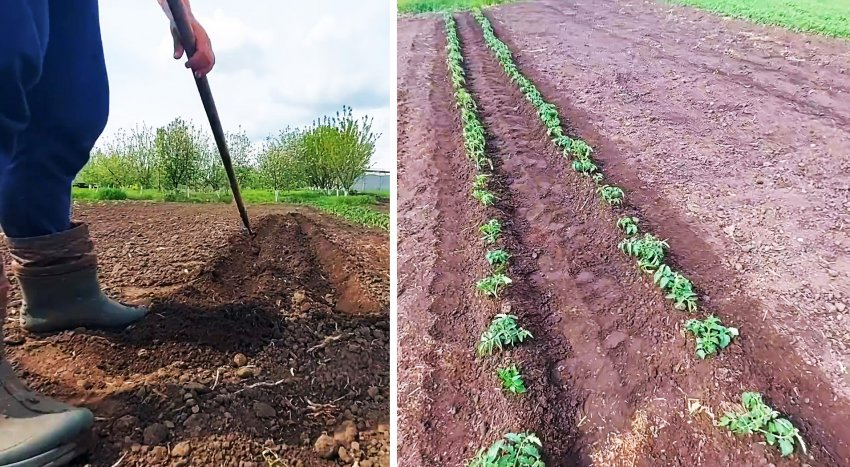 Как выращивать помидоры без единого полива за все лето - «Сделай сам»