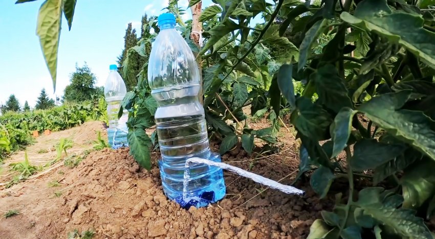 Капельная система полива из ПЭТ бутылок - сэкономит воду и силы на полив, повысит урожай - «Сделай сам»