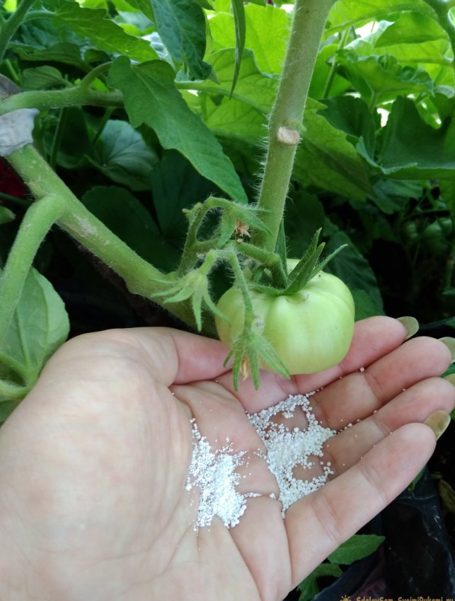Схема подкормки томатов в период активного плодоношения для большого урожая - «Сделай сам»