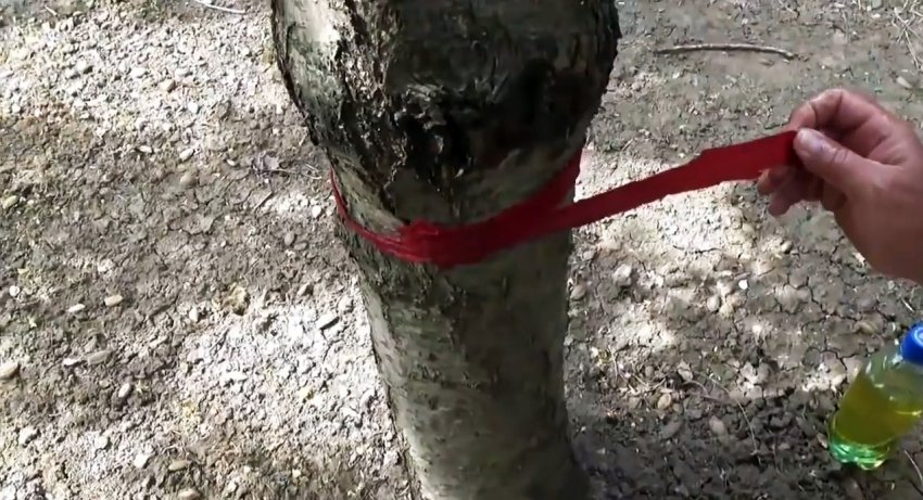 Дешевый и безопасный метод борьбы с муравьями и тлей на деревьях - «Сделай сам»