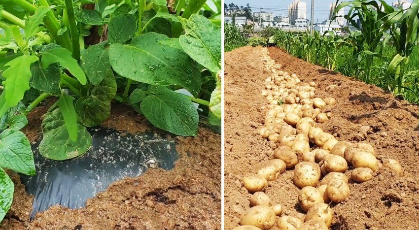 Новый способ выращивания картофеля без прополки и окучивания - «Сделай сам»