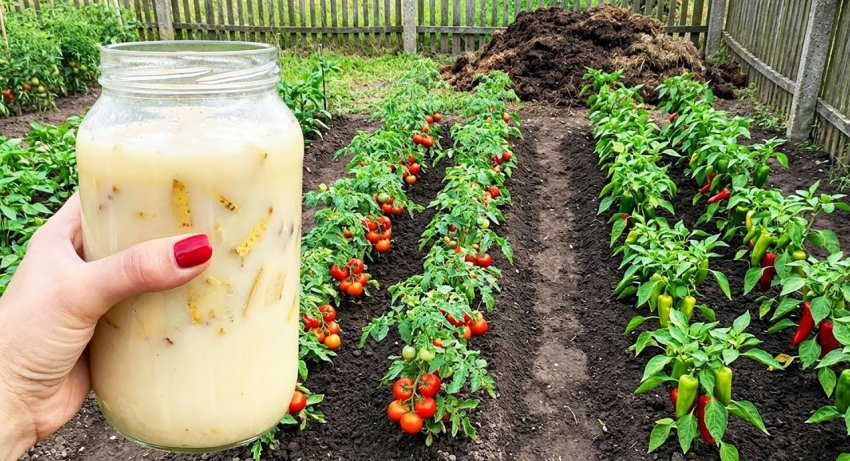Натуральная, универсальная подкормка. Будет расти все: помидоры, перцы, огурцы и клубника - «Сделай сам»